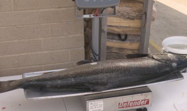 "Local Businesses Thrive as 41st Annual Kewaunee/Door County Salmon Contest Takes Center Stage"