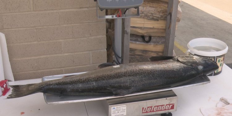 "Local Businesses Thrive as 41st Annual Kewaunee/Door County Salmon Contest Takes Center Stage"