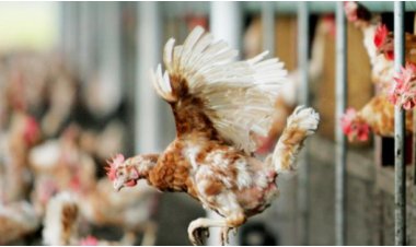 WHO Issues Warning on Human Cases of Bird Flu, Identifies Search for New Hosts