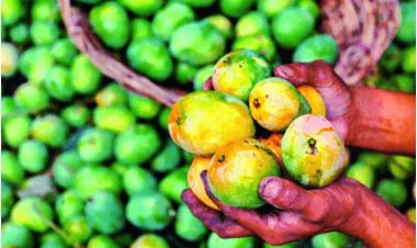 FSSAI Alerts on Calcium Carbide Use for Ripening Mangoes; Protect Your Health