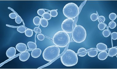 Drug-Resistant Fungi Adapt to Body Heat, Creating a 'Doomsday Scenario'